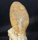 Neocrassina obliqua (LAMARCK 1819) - Bild &copy; FossNet FossilienStore